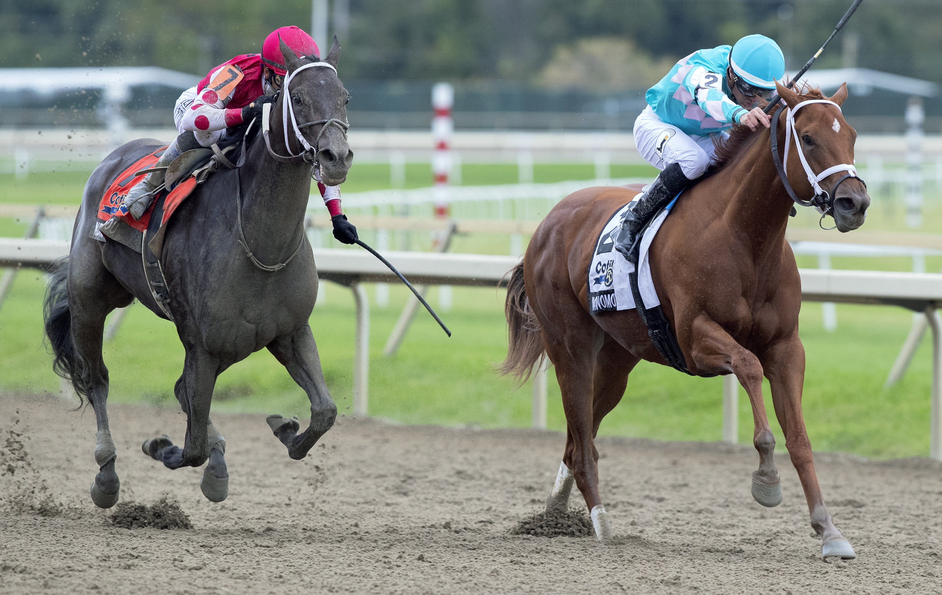 Midnight Bisou - Monomoy Girl in 2018 Cotillion