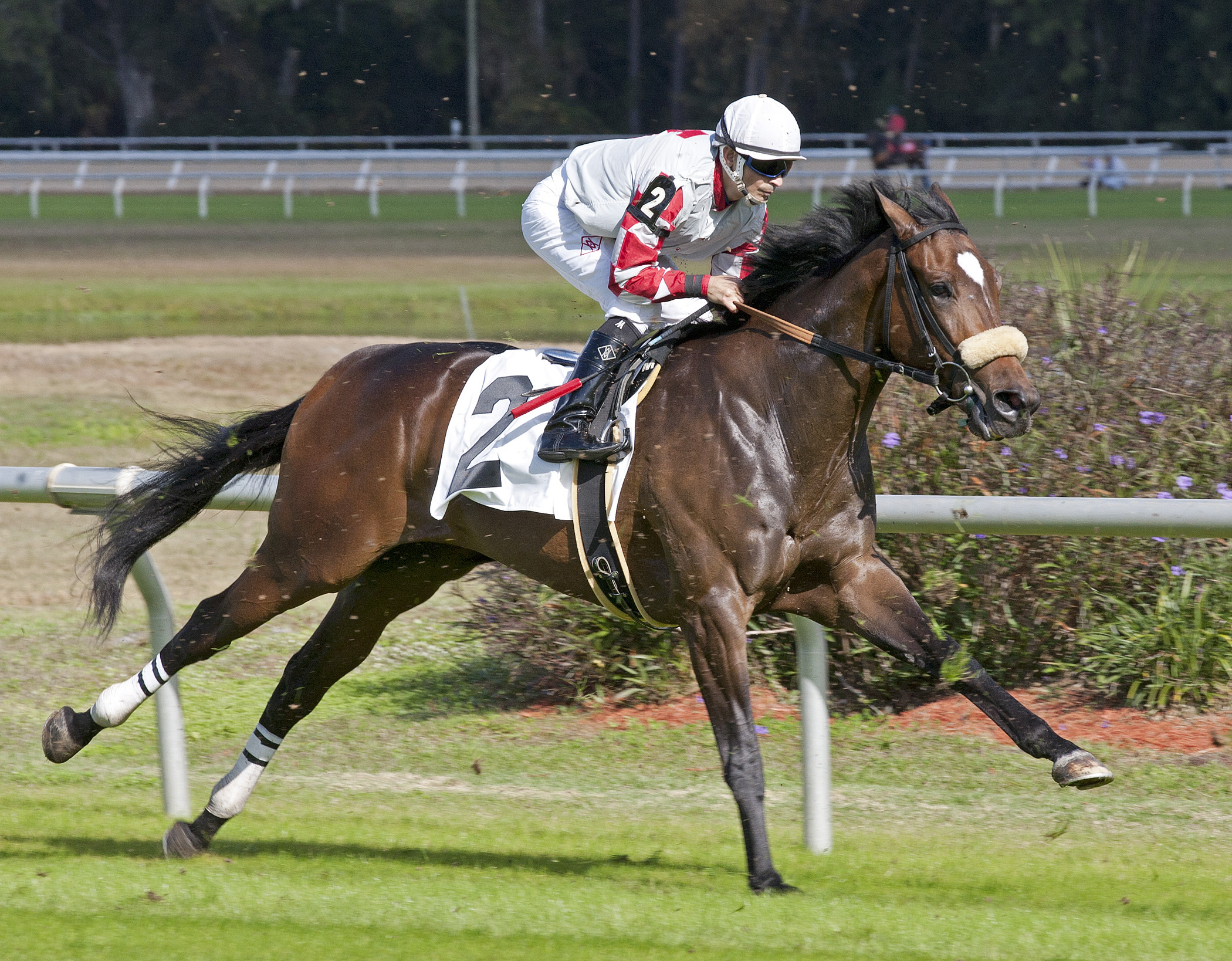 Cotton Pickin, allowance race
