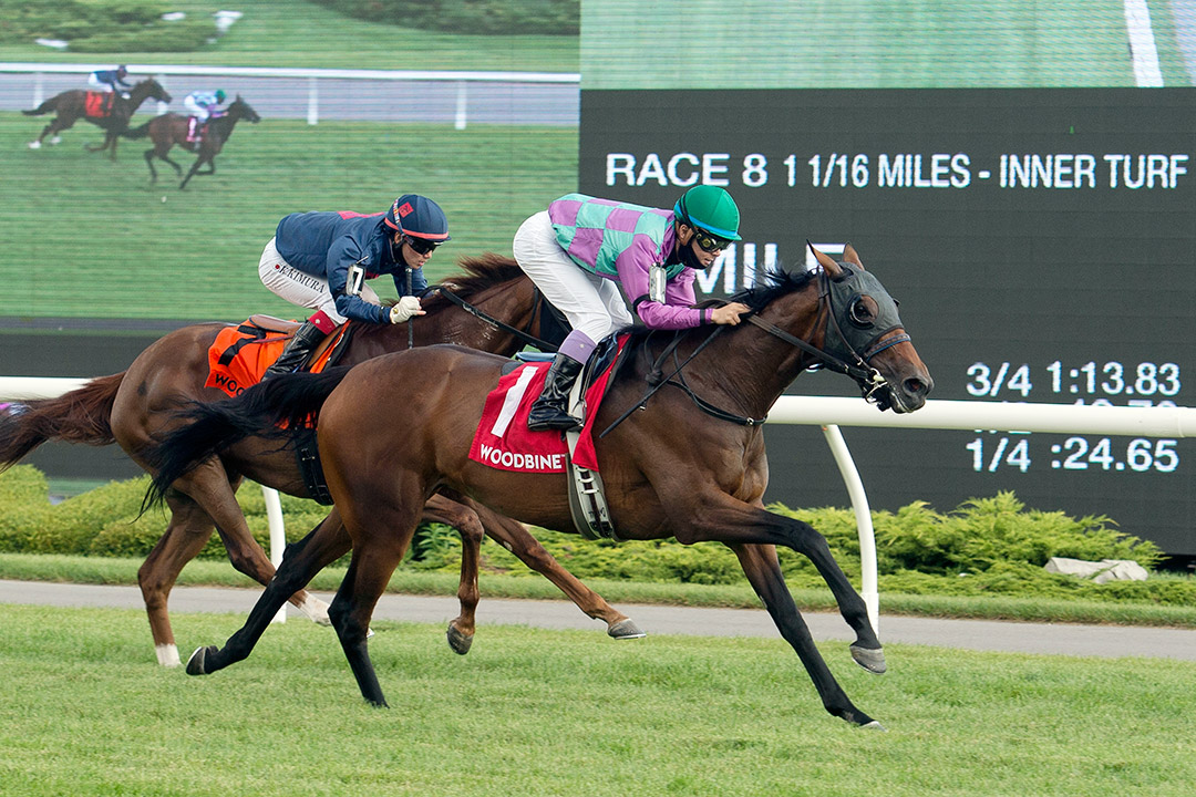 Court Return wins the 2020 Eternal Search Stakes at Woodbine