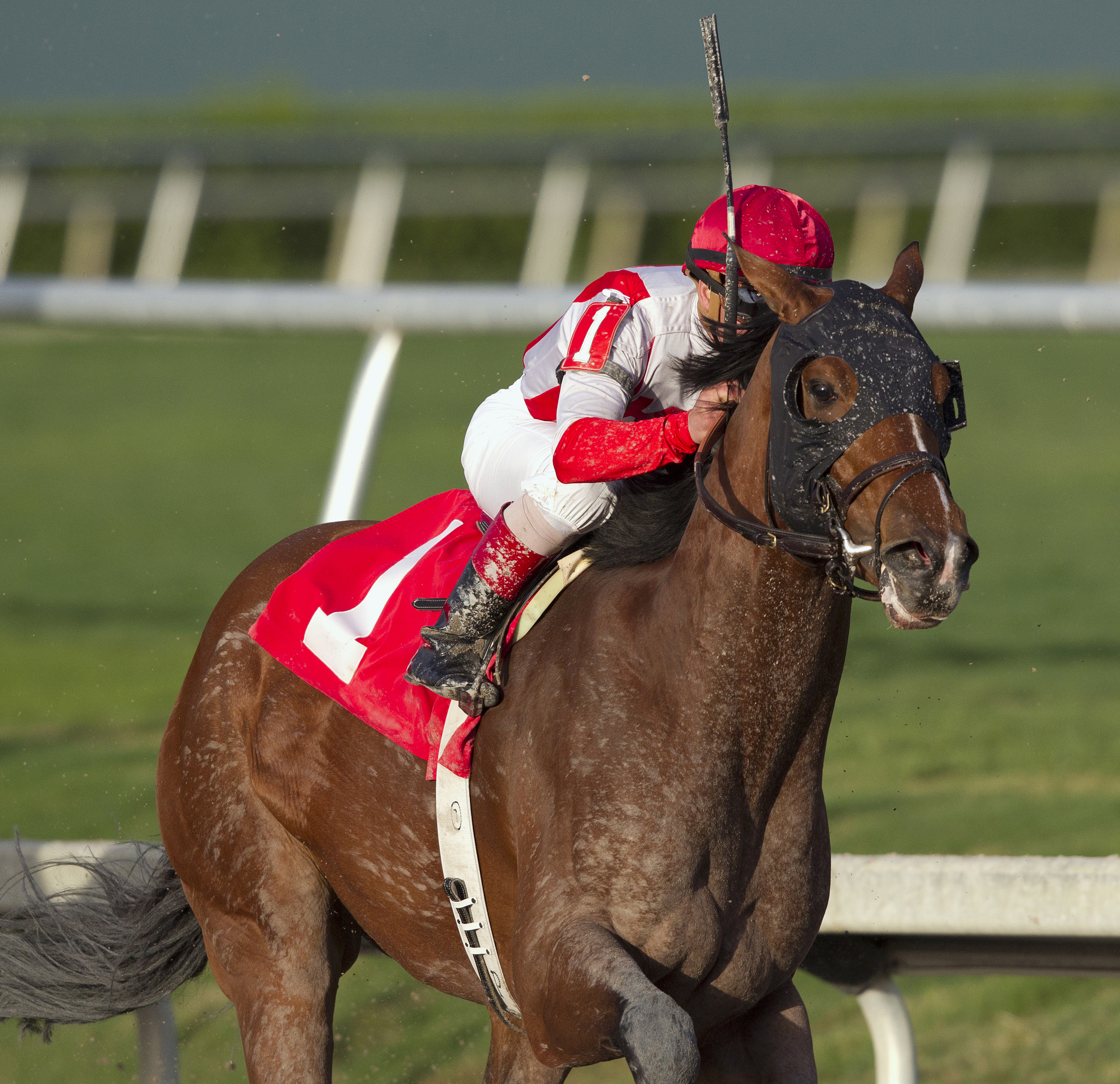 Cousin Stephen finishes fifth in an allowance