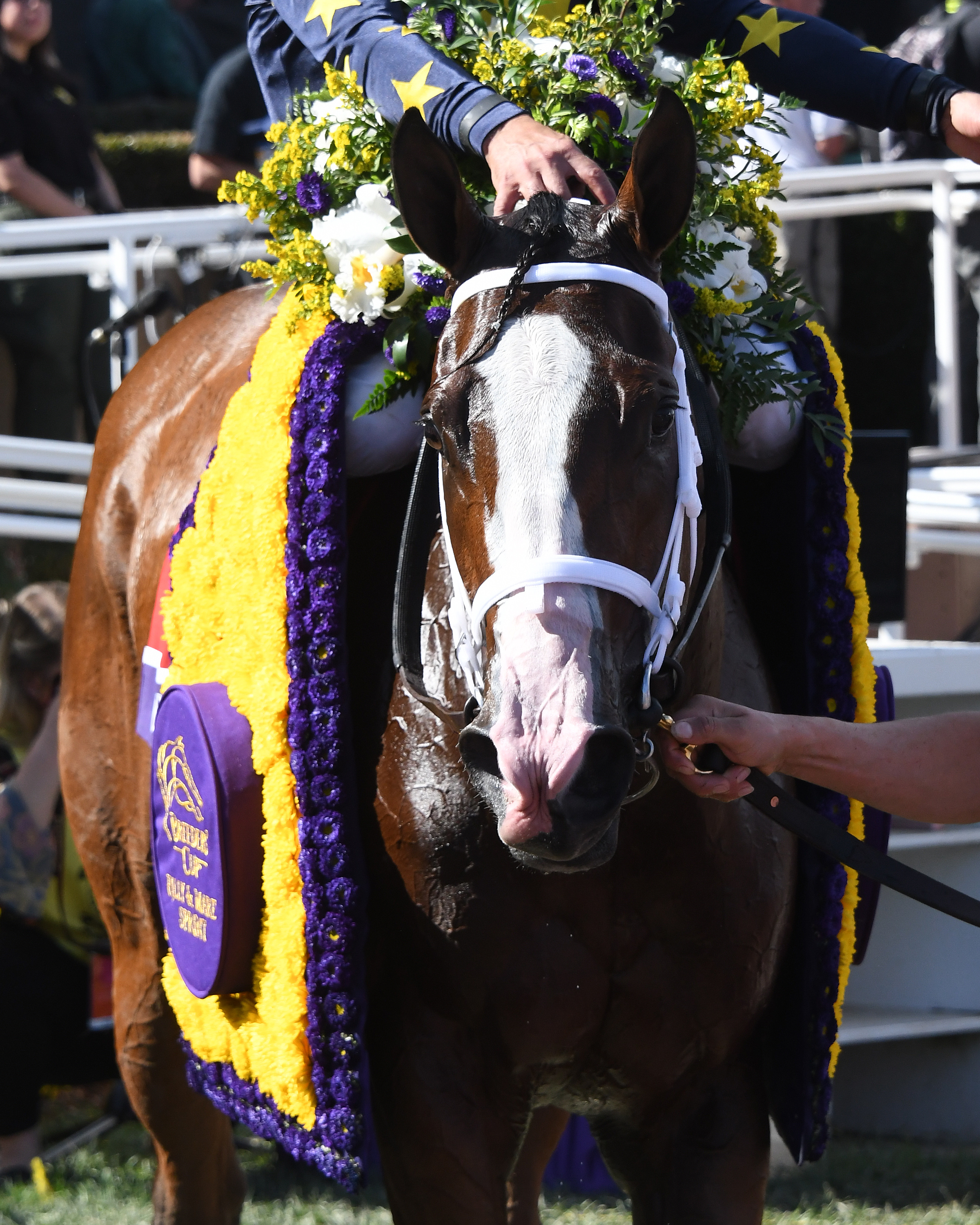 Covfefe post 2019 BC Filly and Mare Sprint
