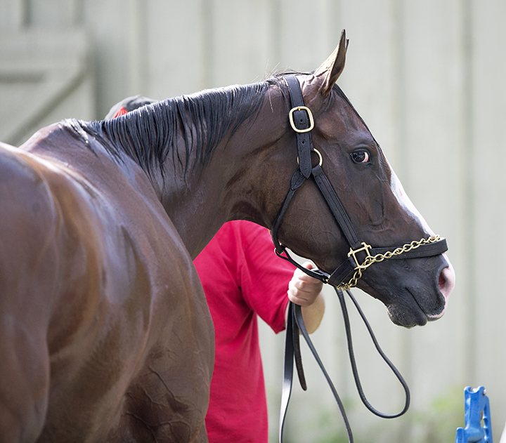 Covfefe on July 31 at Saratoga Race Course
