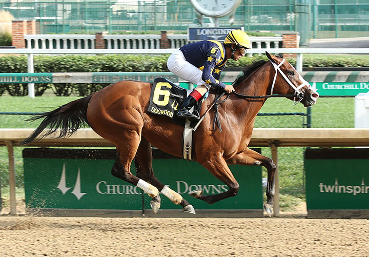 Covfefe wins the 2019 Dogwood at Churchill Downs