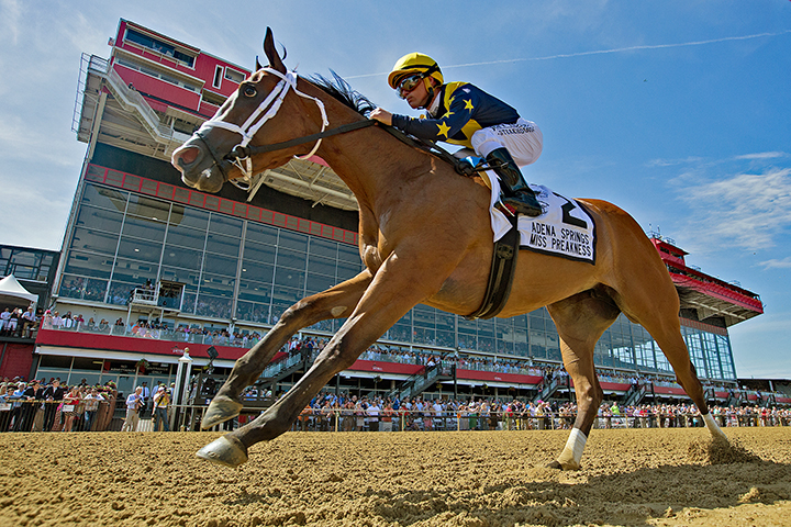 Covfefe wins the 2019 Miss Preakness at Pimlico