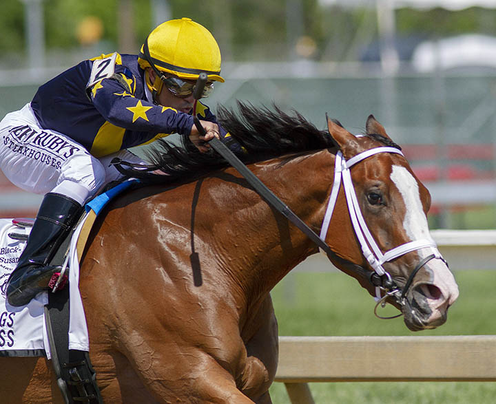 Covfefe wins the 2019 Miss Preakness
