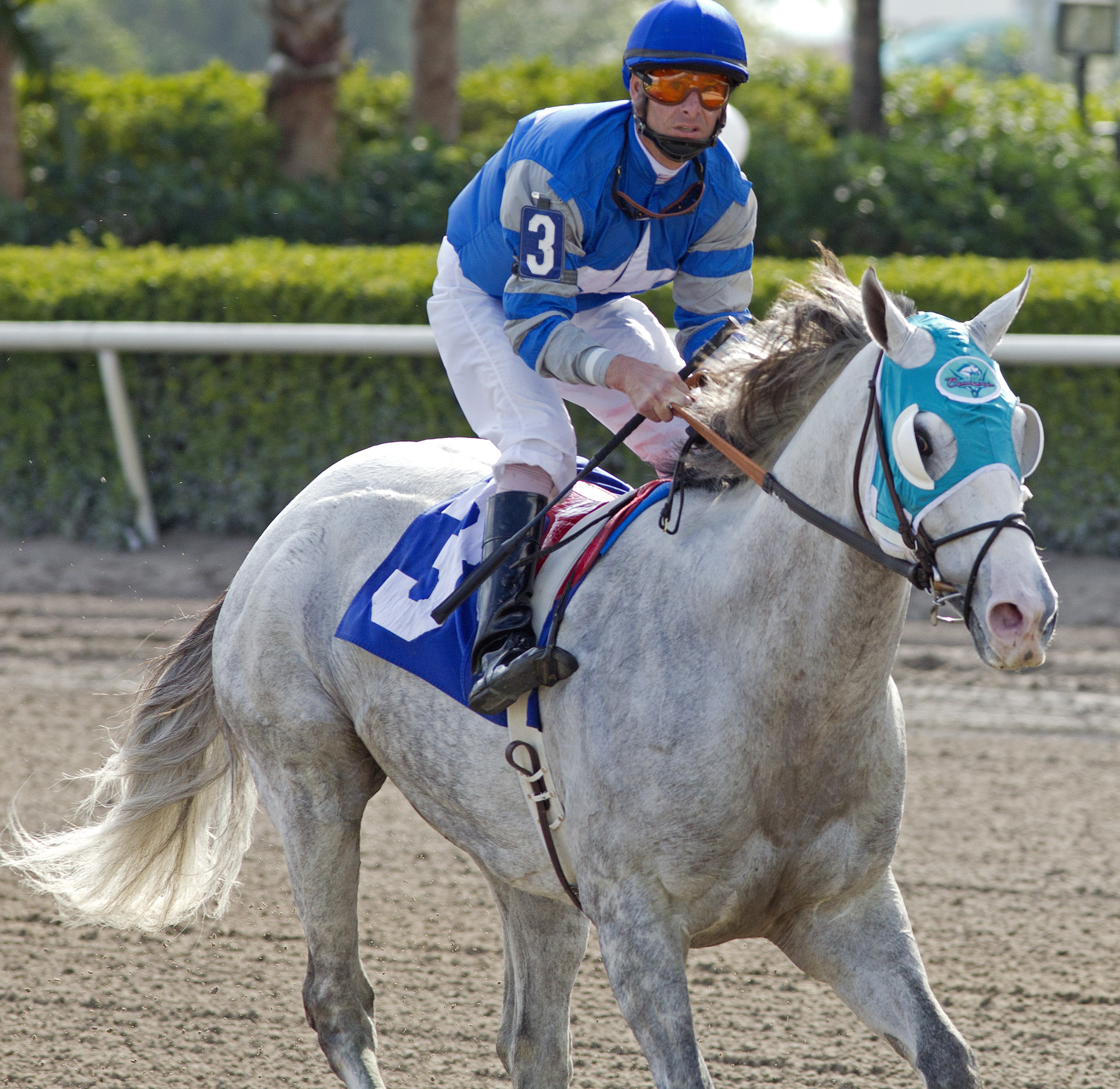 Cozzetti in a maiden optional claimer race at Gulfstream 1-25-14.