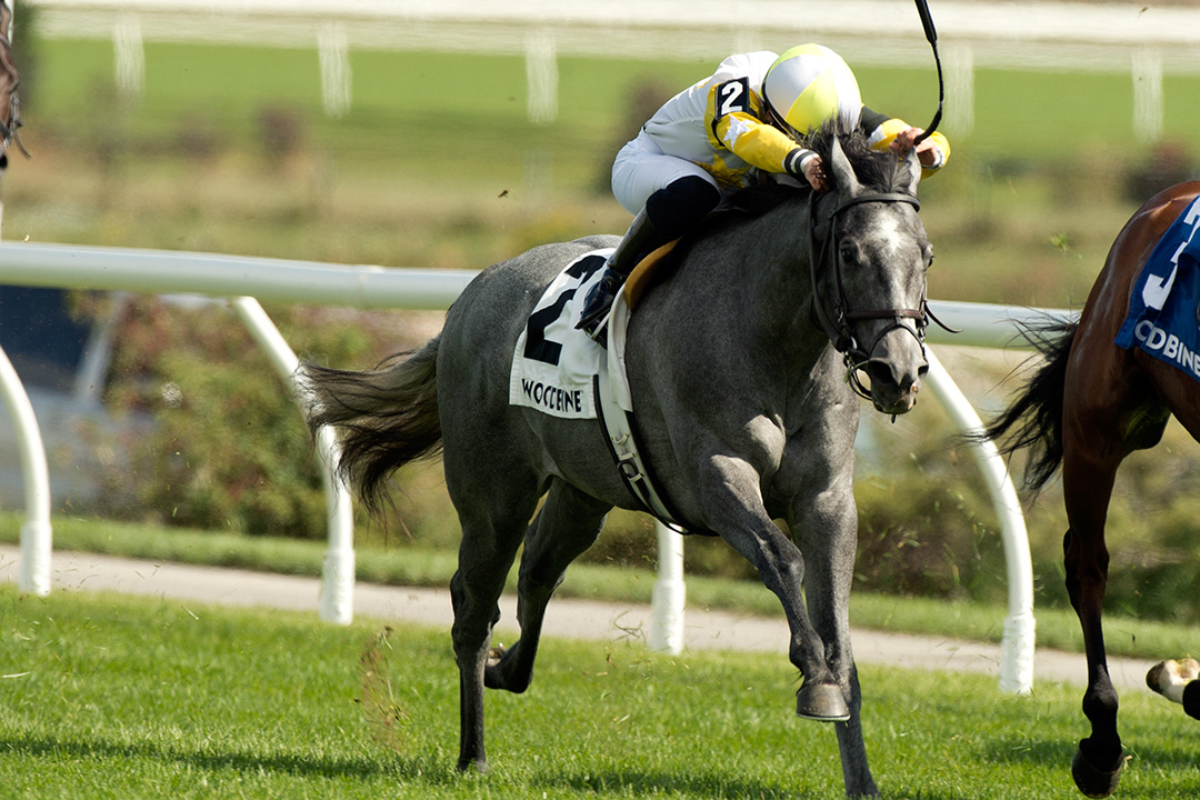 Credit River wins the 2020 Ontario Racing Stakes at Woodbine