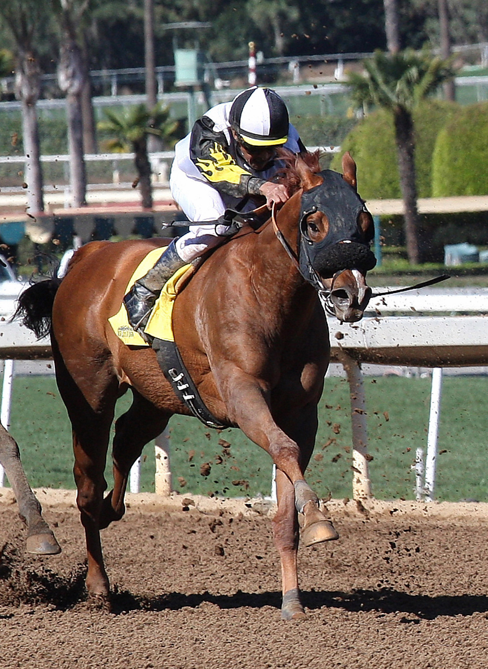 Crimson Giant finishes second in an optional claimer