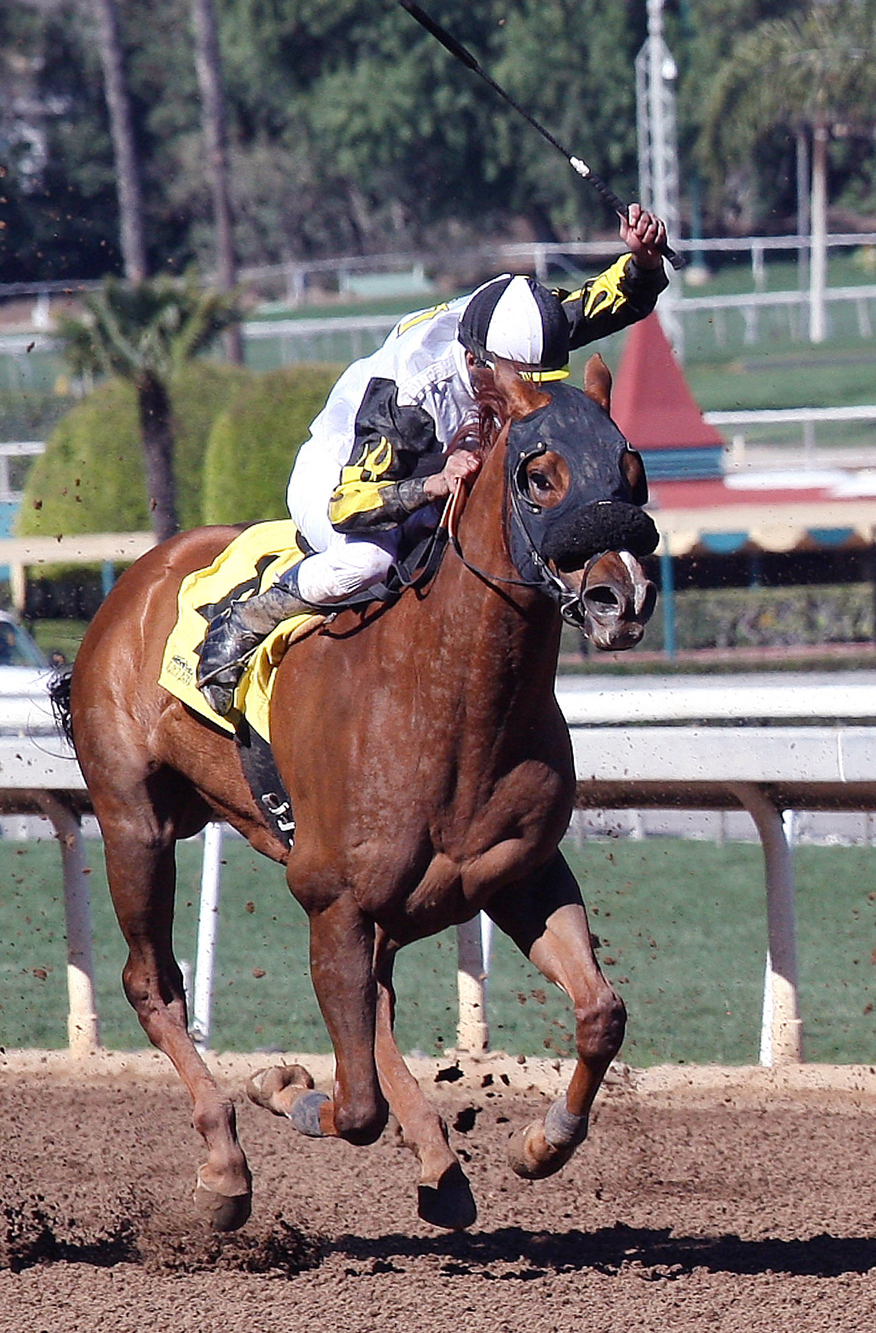 Crimson Giant finishes second in an optional claimer