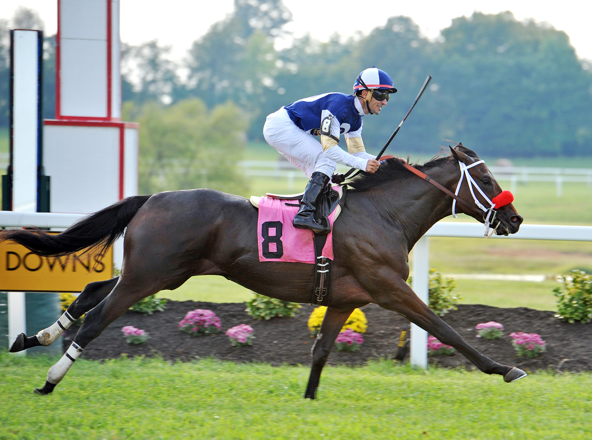 Croninthebarbarian wins the Kentucky Downs Juvenile