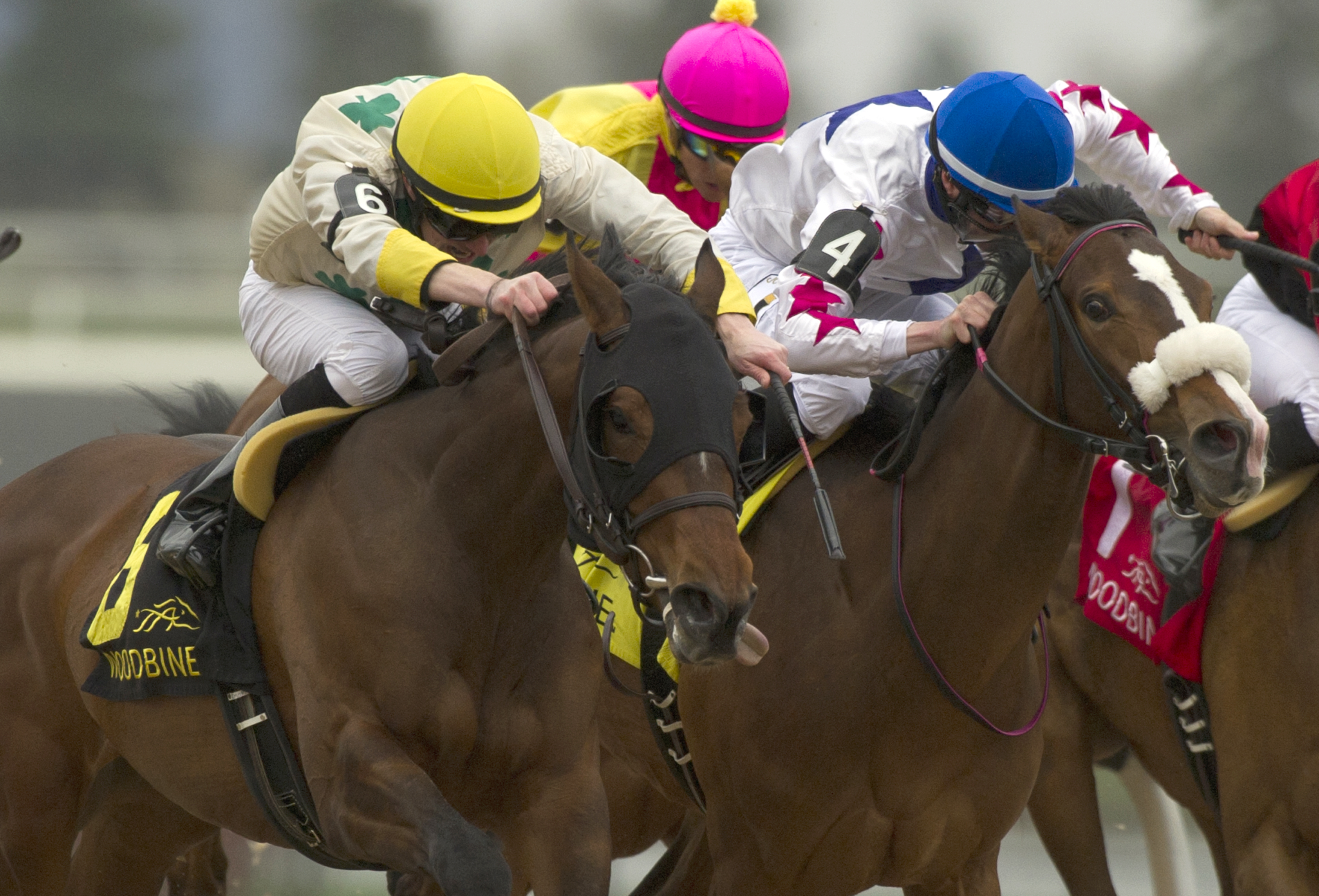 Caren finishes second in the Lady Angela Stakes