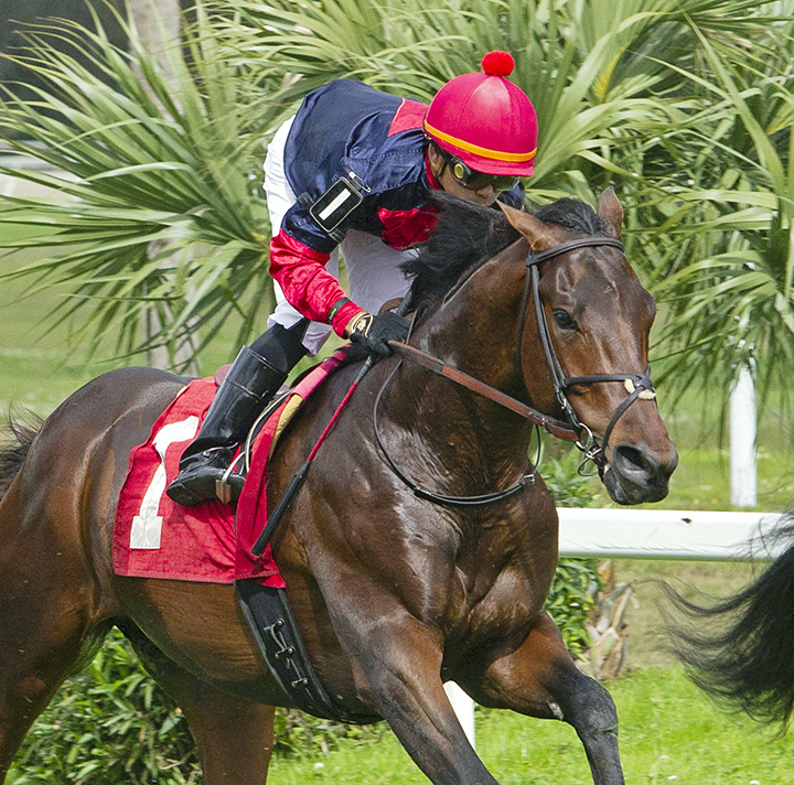 Crypto Gold finishes second in a Feb. 16 maiden race