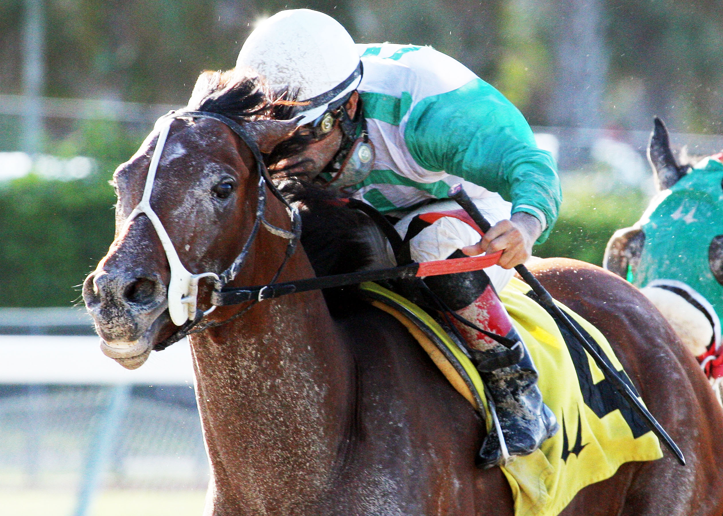 Csaba wins the Fred. W. Hooper