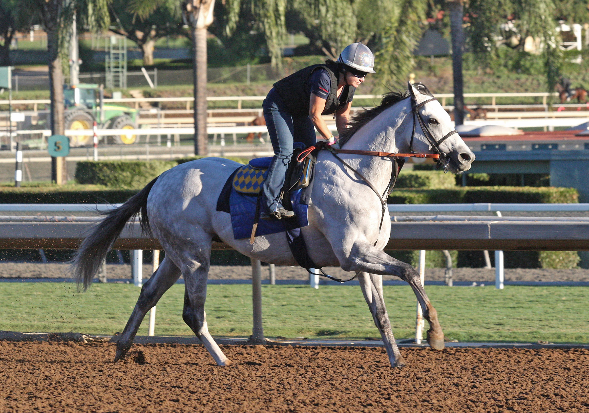Cupid trains at Santa Anita on Oct. 22
