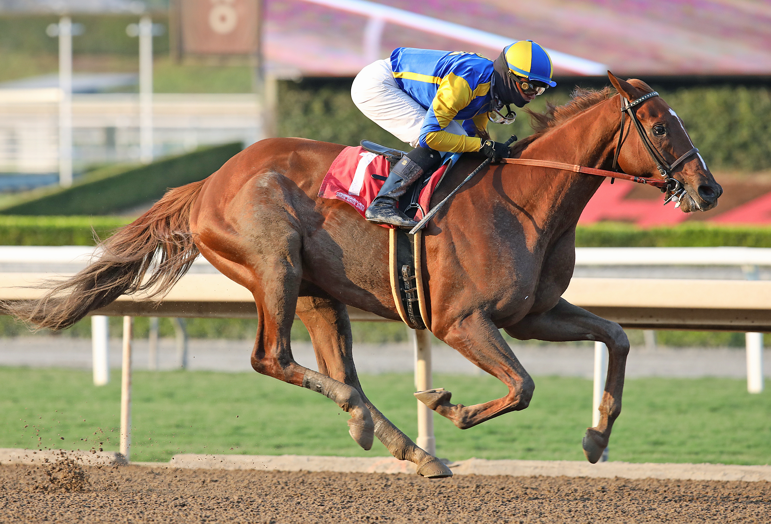 Cupid's Claws/Tokyo City Cup