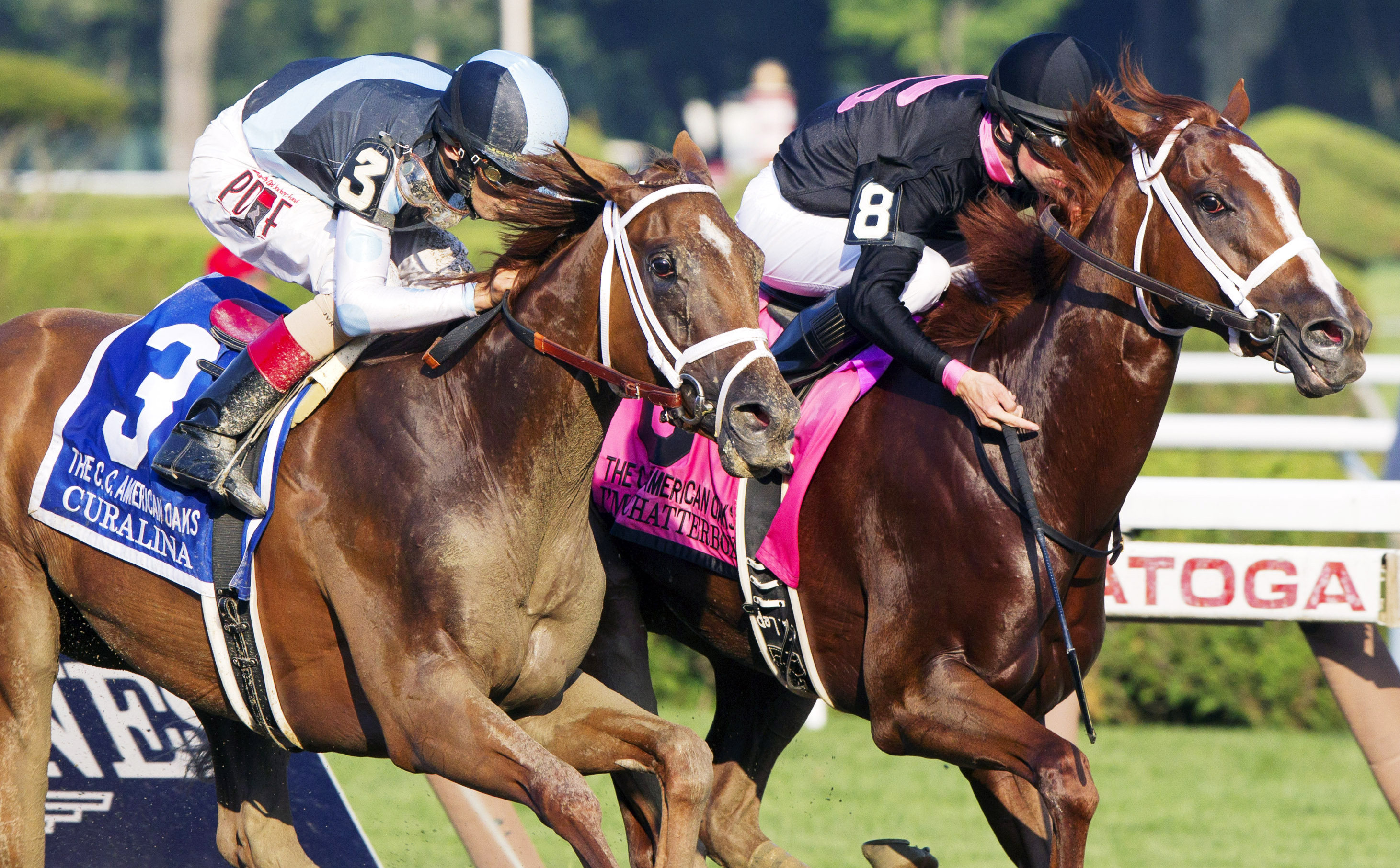 I'm a Chatterbox finishes second on the CCAO