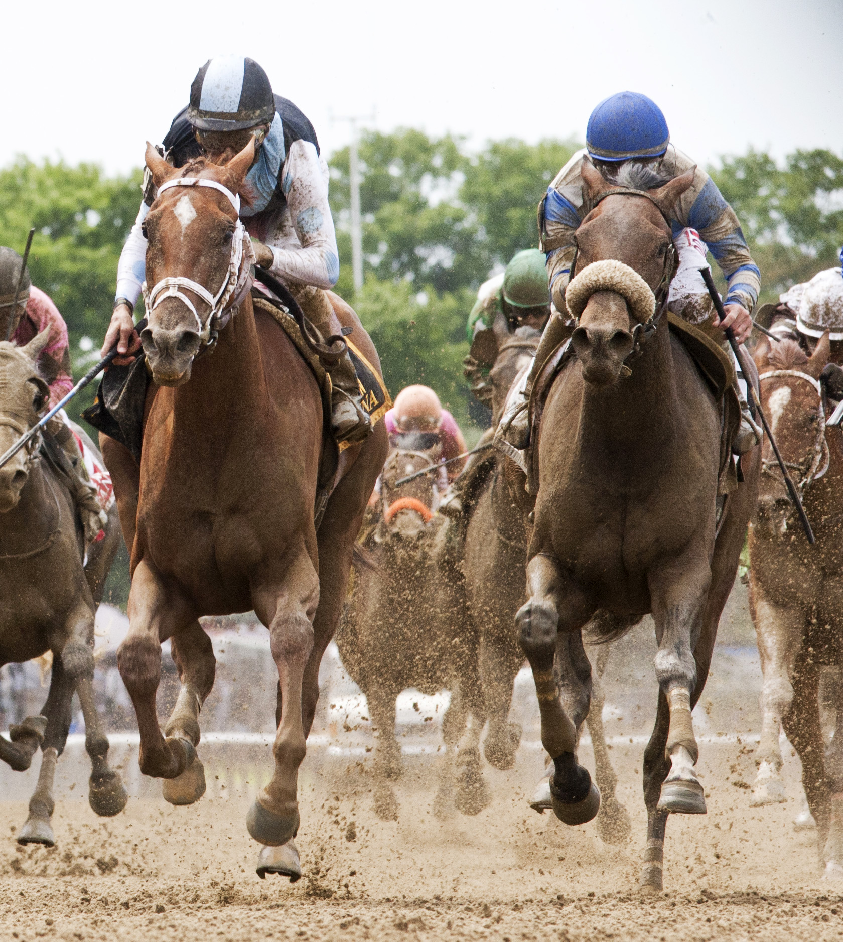 Wonder Gal finishes second in the Acorn