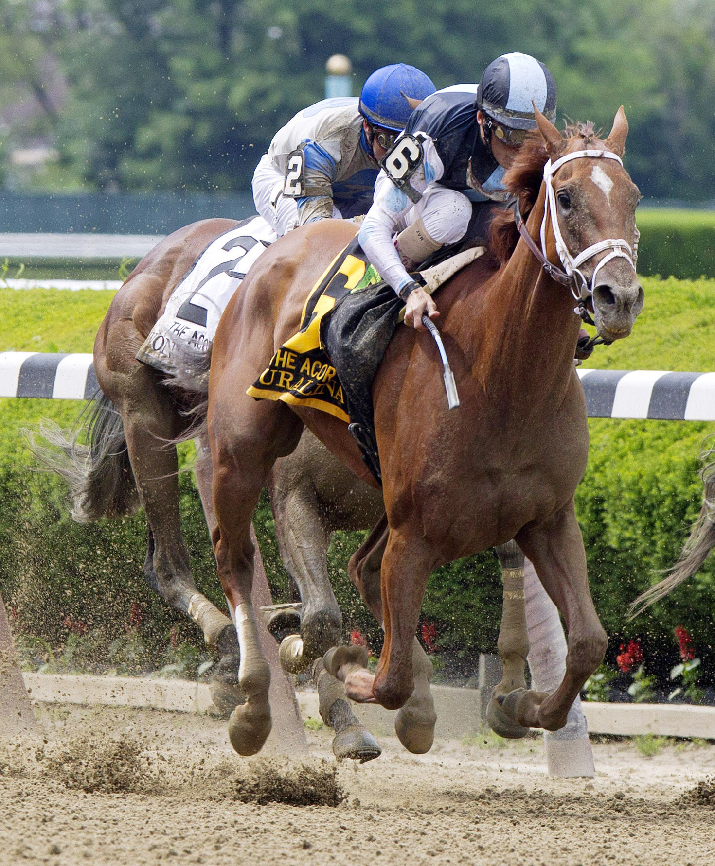 Curalina wins the Acorn