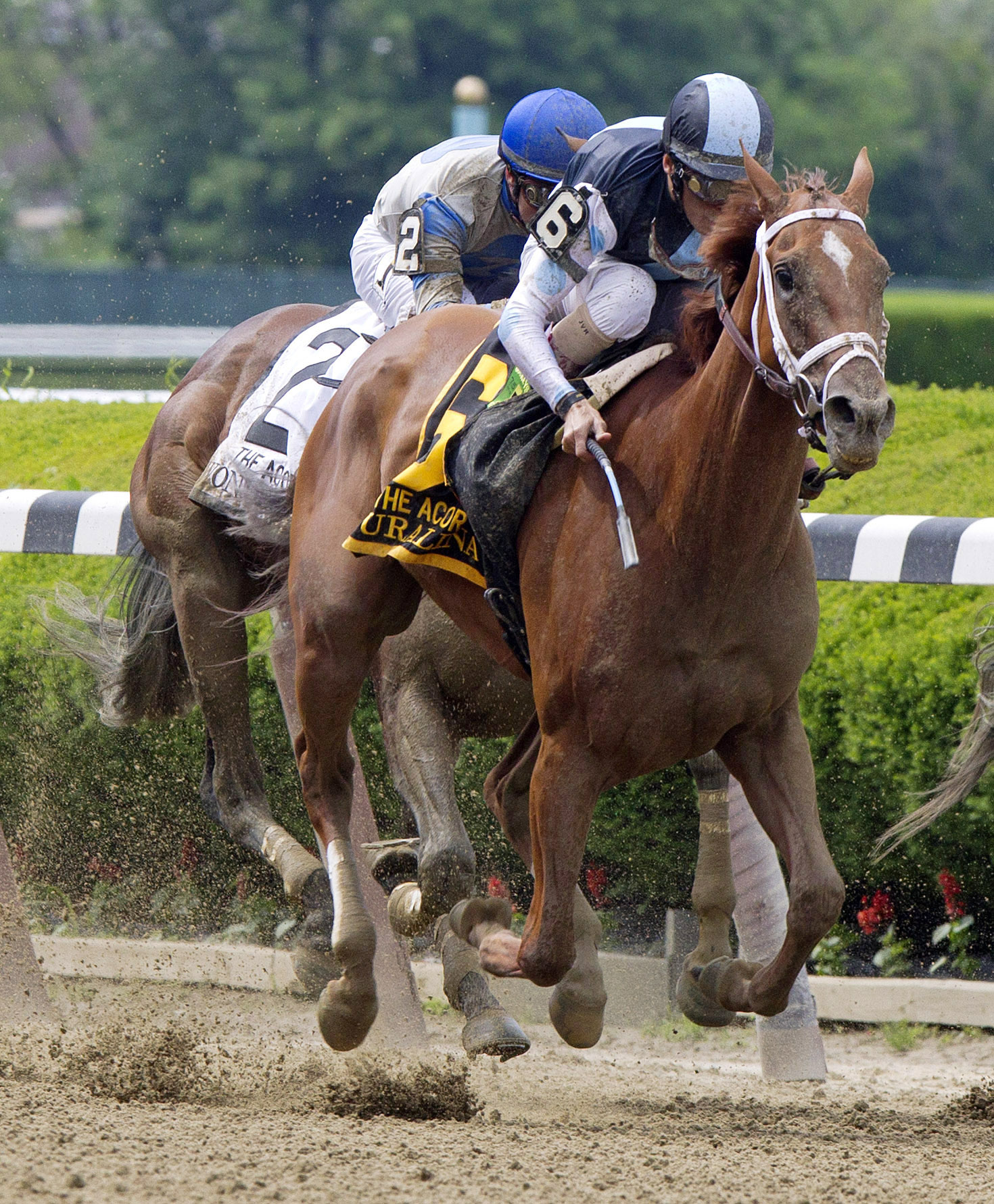 Curalina wins the Acorn