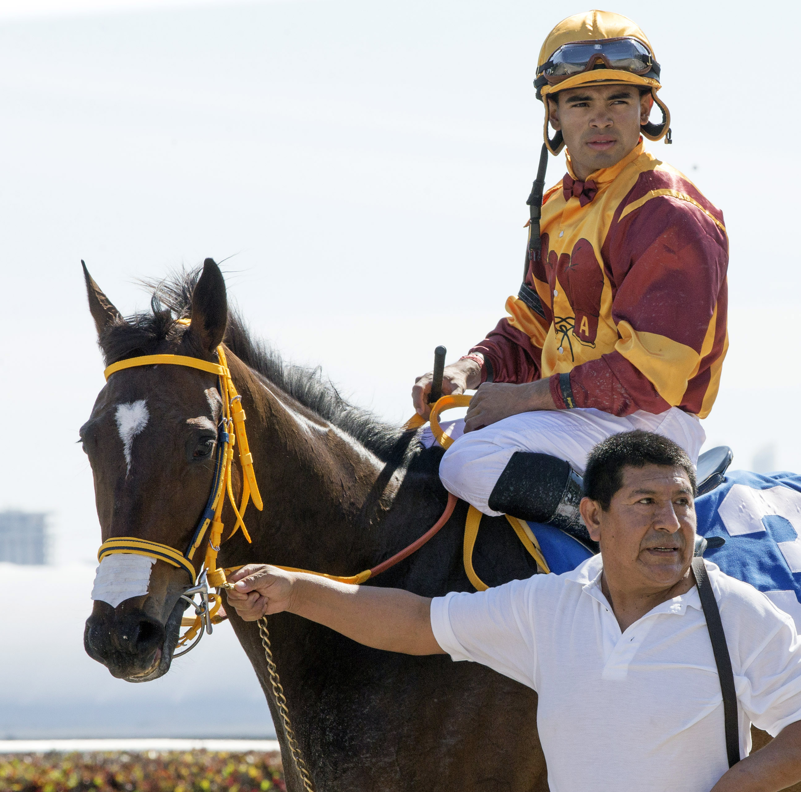 Curlin's Approval at the Hurricane Bertie Stakes