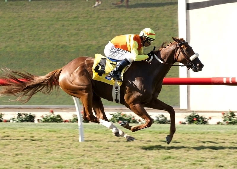 Curlin's Fox
