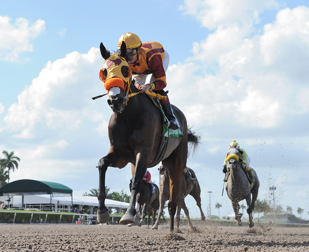 Curlin-s Approval wins the 2018 Sugarloaf Key