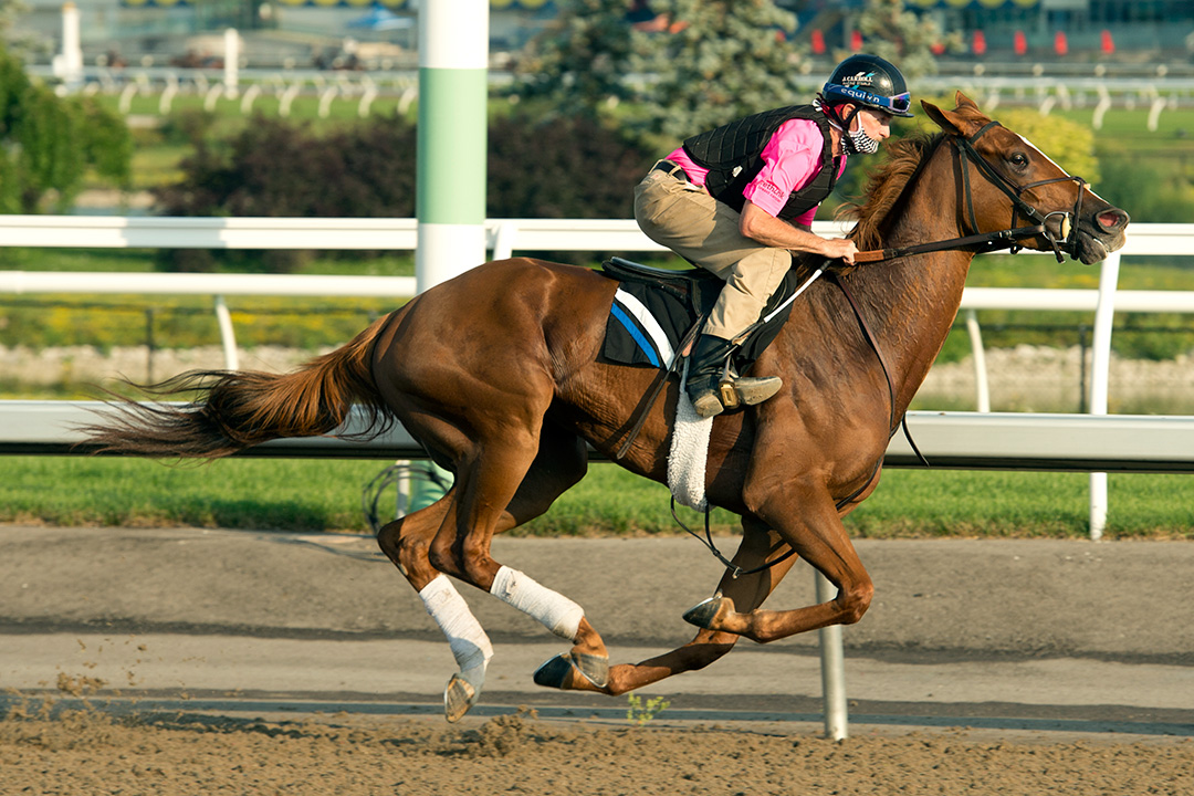 Curlin's Voyage trains at Woodbine on Aug. 12
