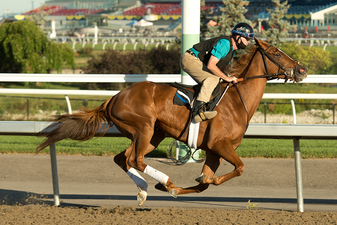Curlin's Voyage trains at Woodbine on Sept. 9