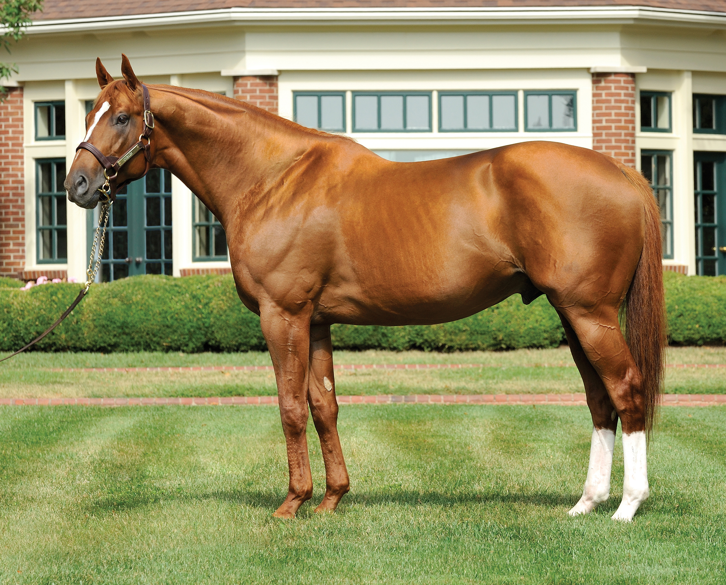 Curlin
