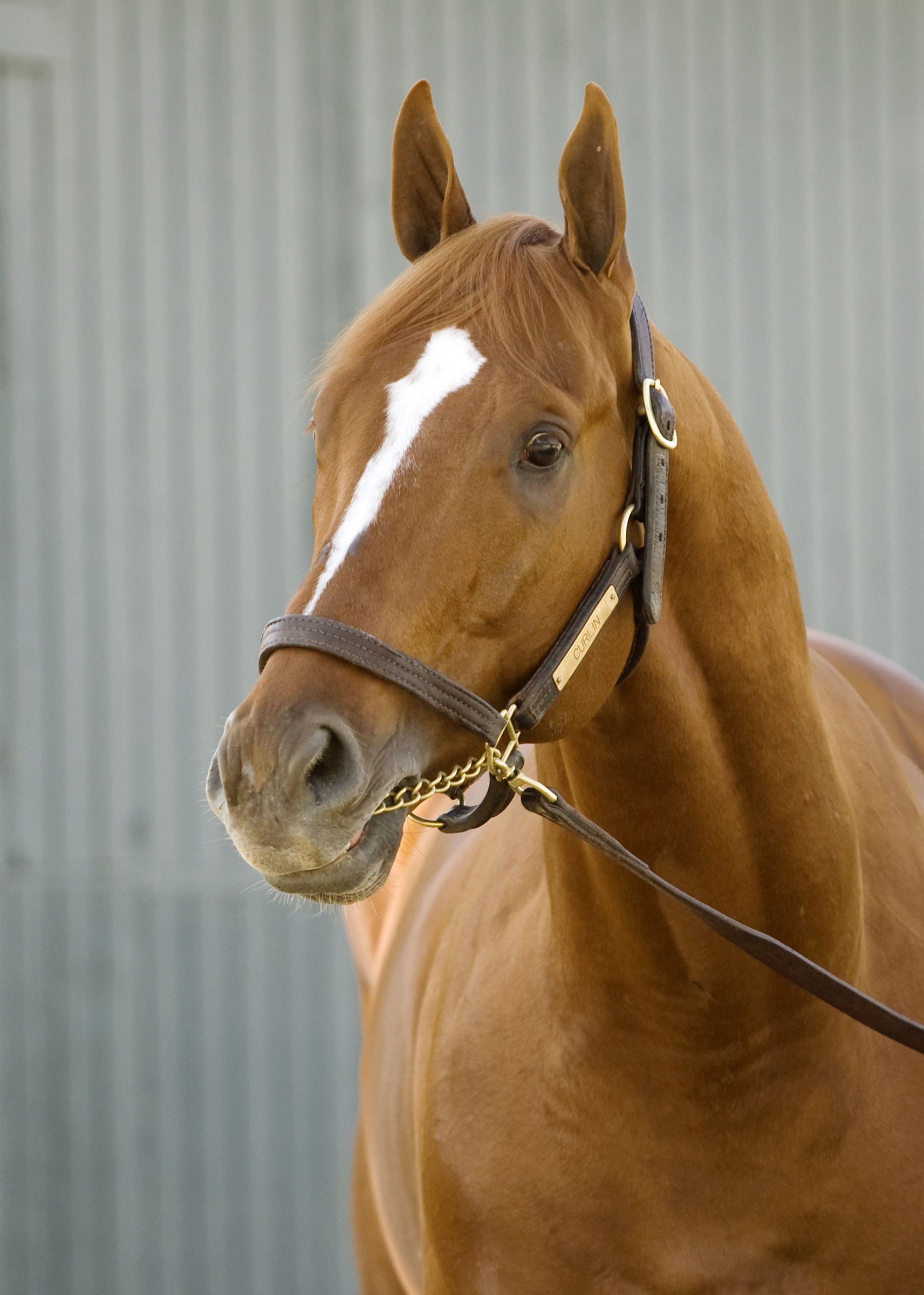 Curlin