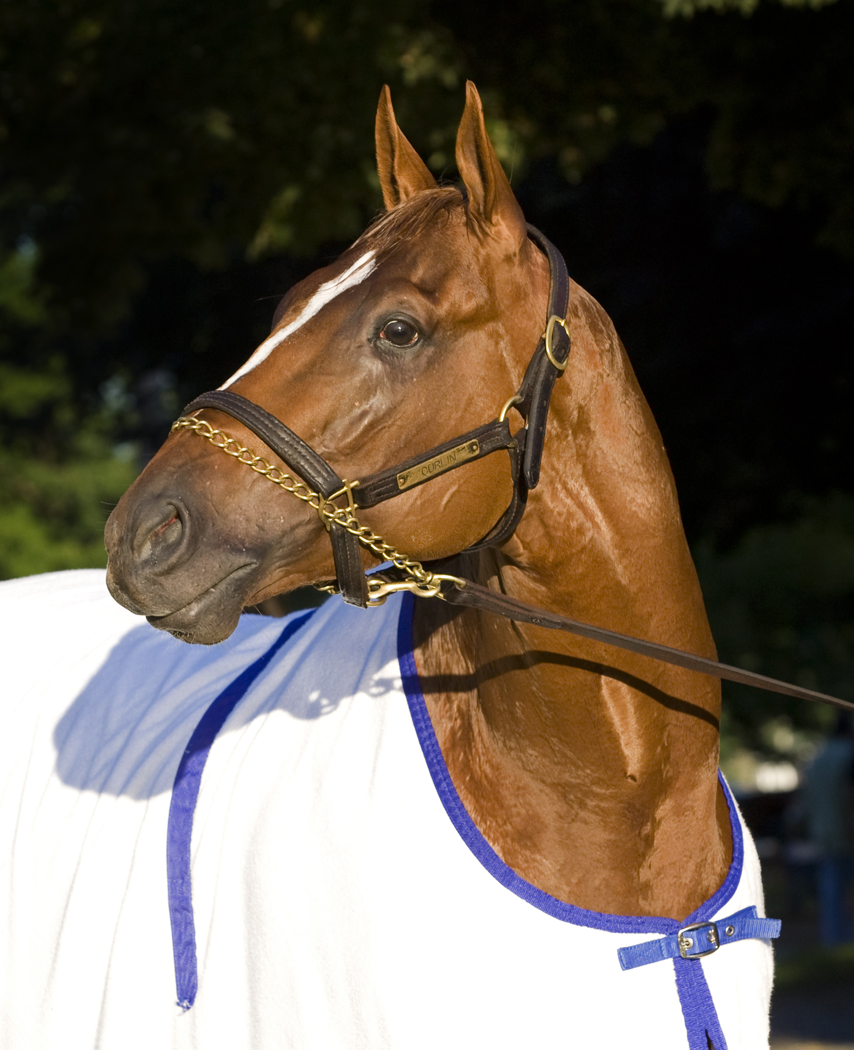 Curlin