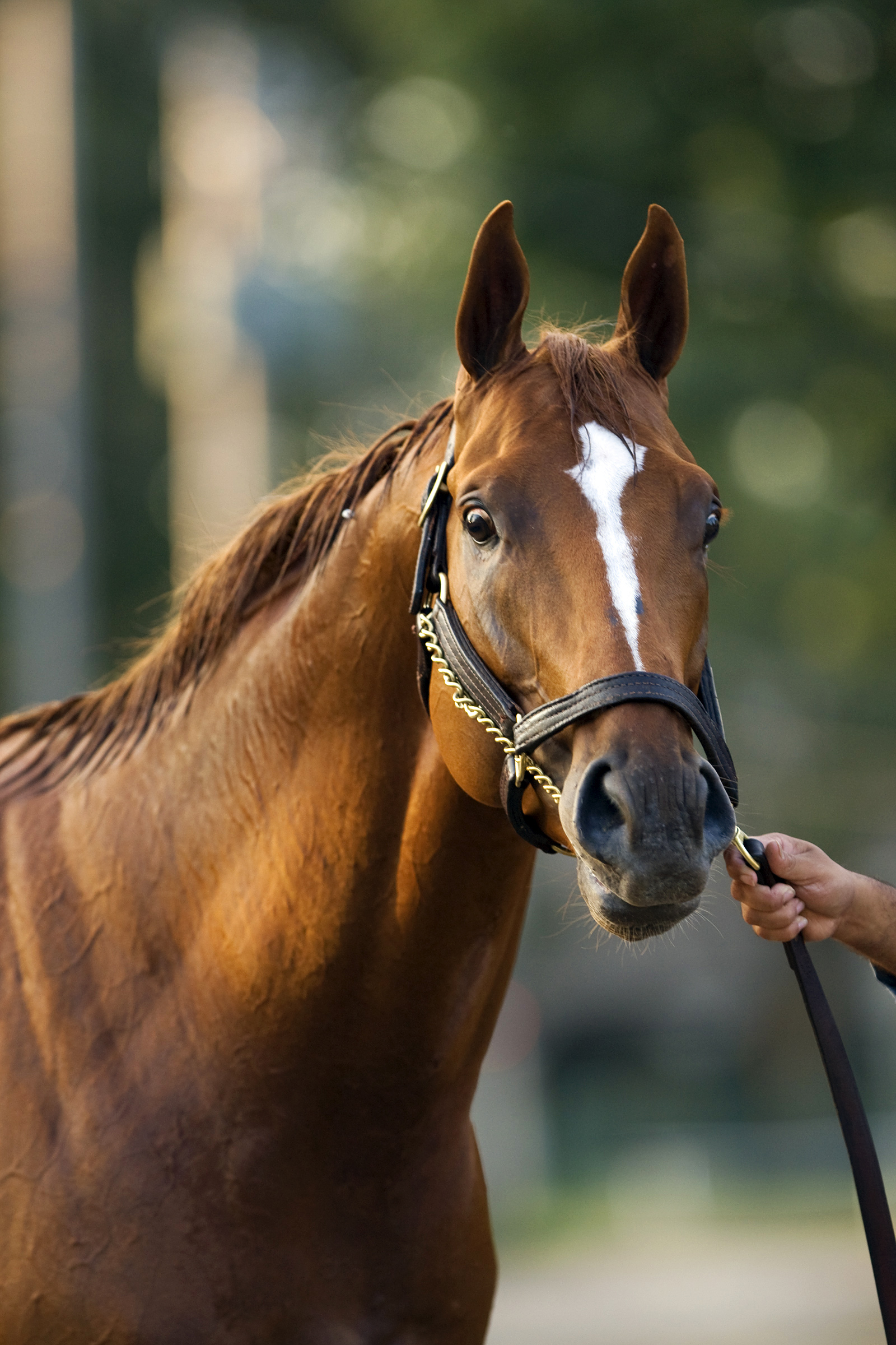 Curlin