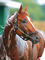 Curlin