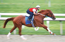 Curlin