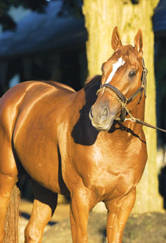 Curlin