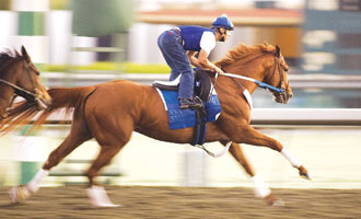 Curlin