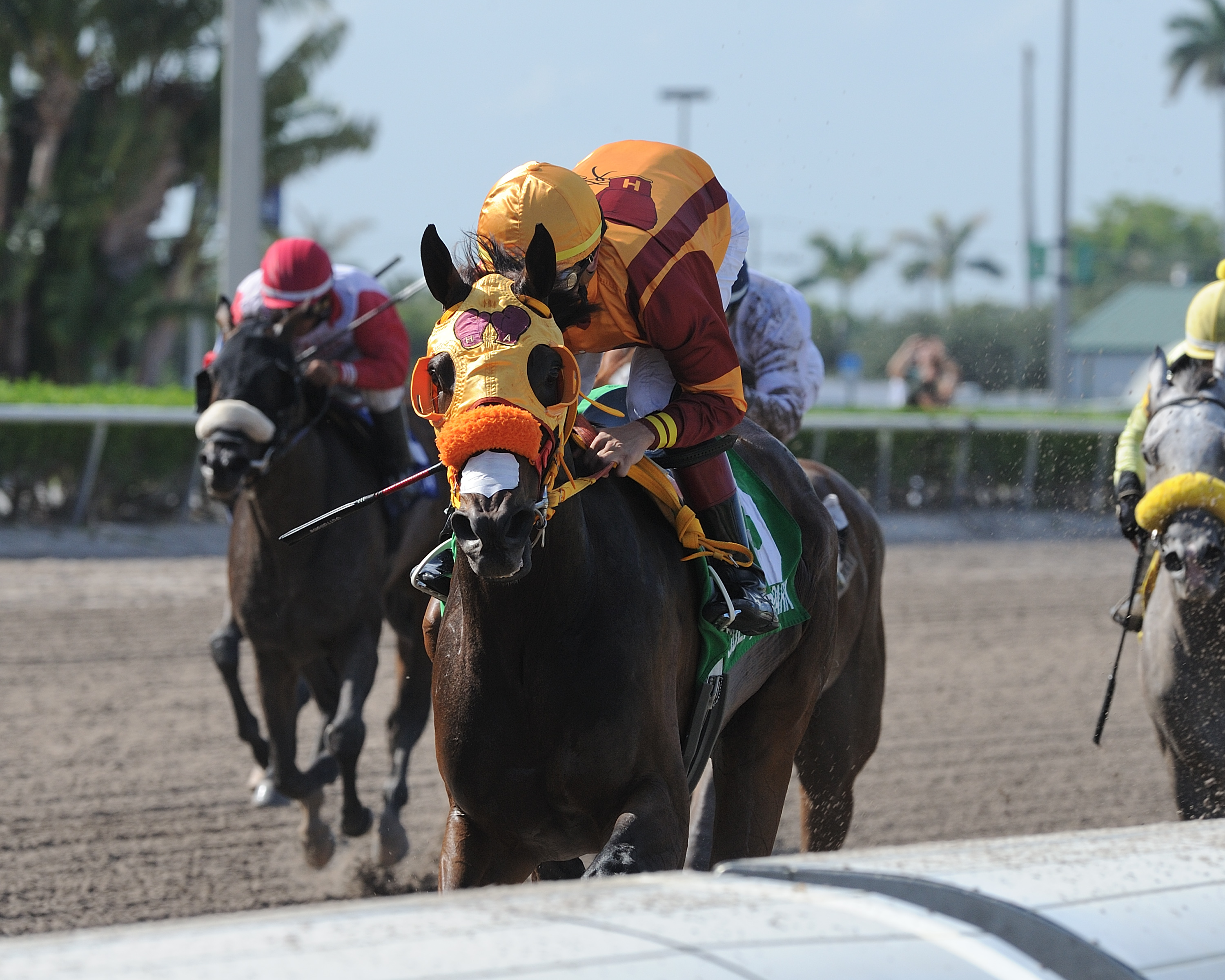 Curlin-s Approval wins the Ana T. Stakes