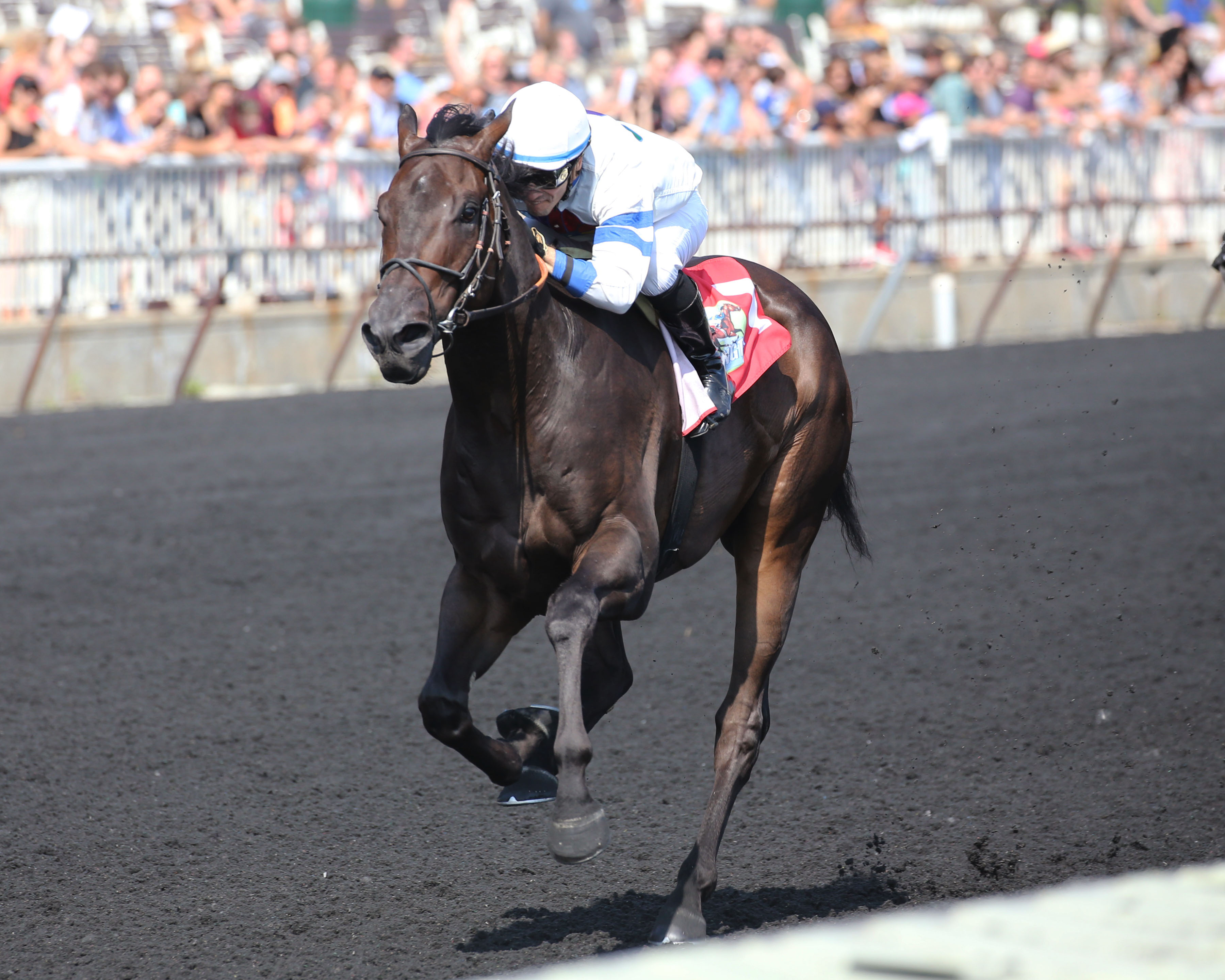 Dabo wins the 2019 Springfield Stakes