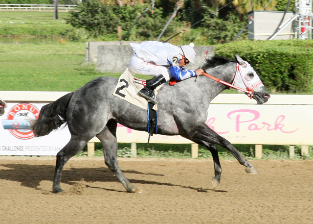 Dashin Beduino 2-2014