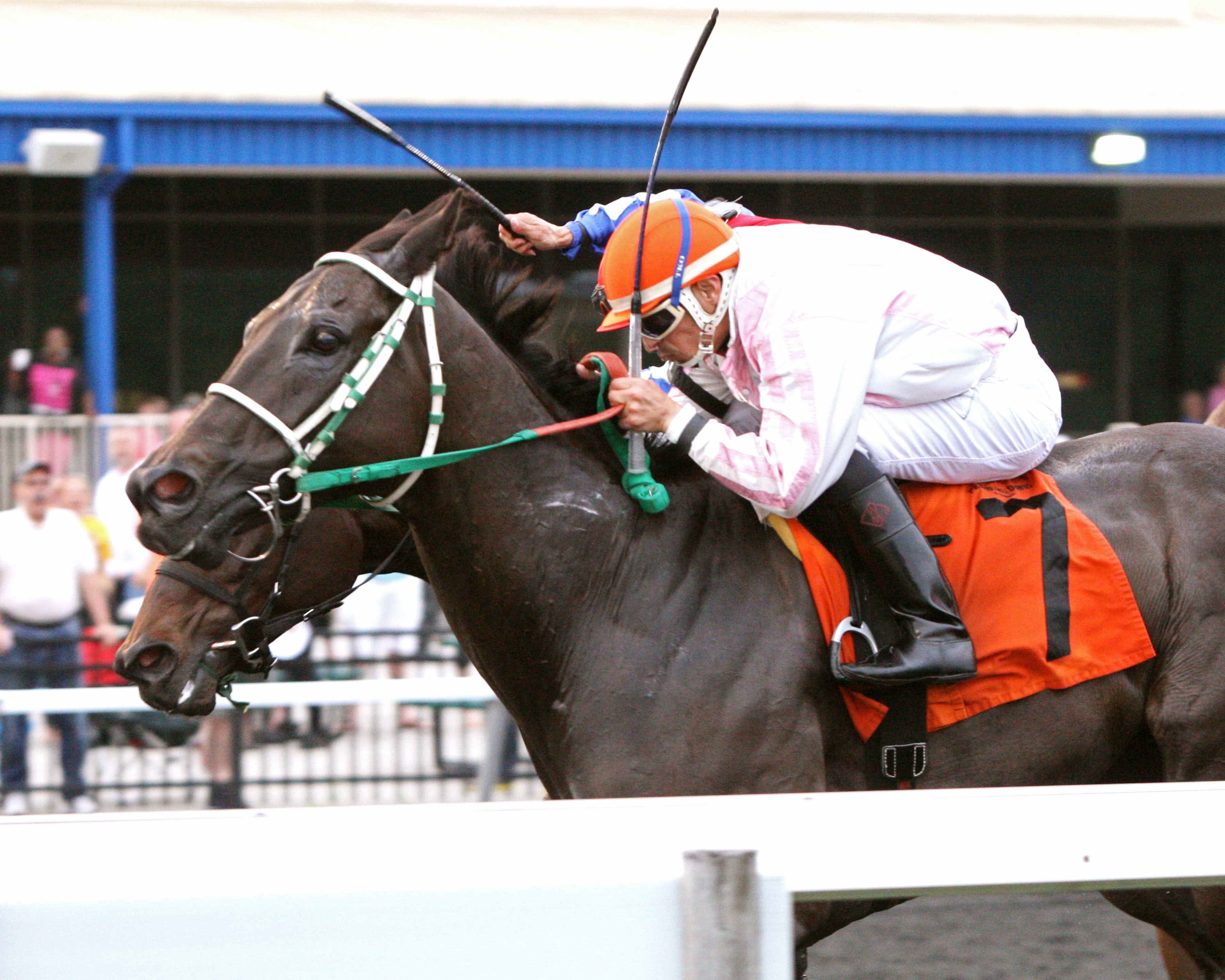 Dazzled Saint 6-15-2015