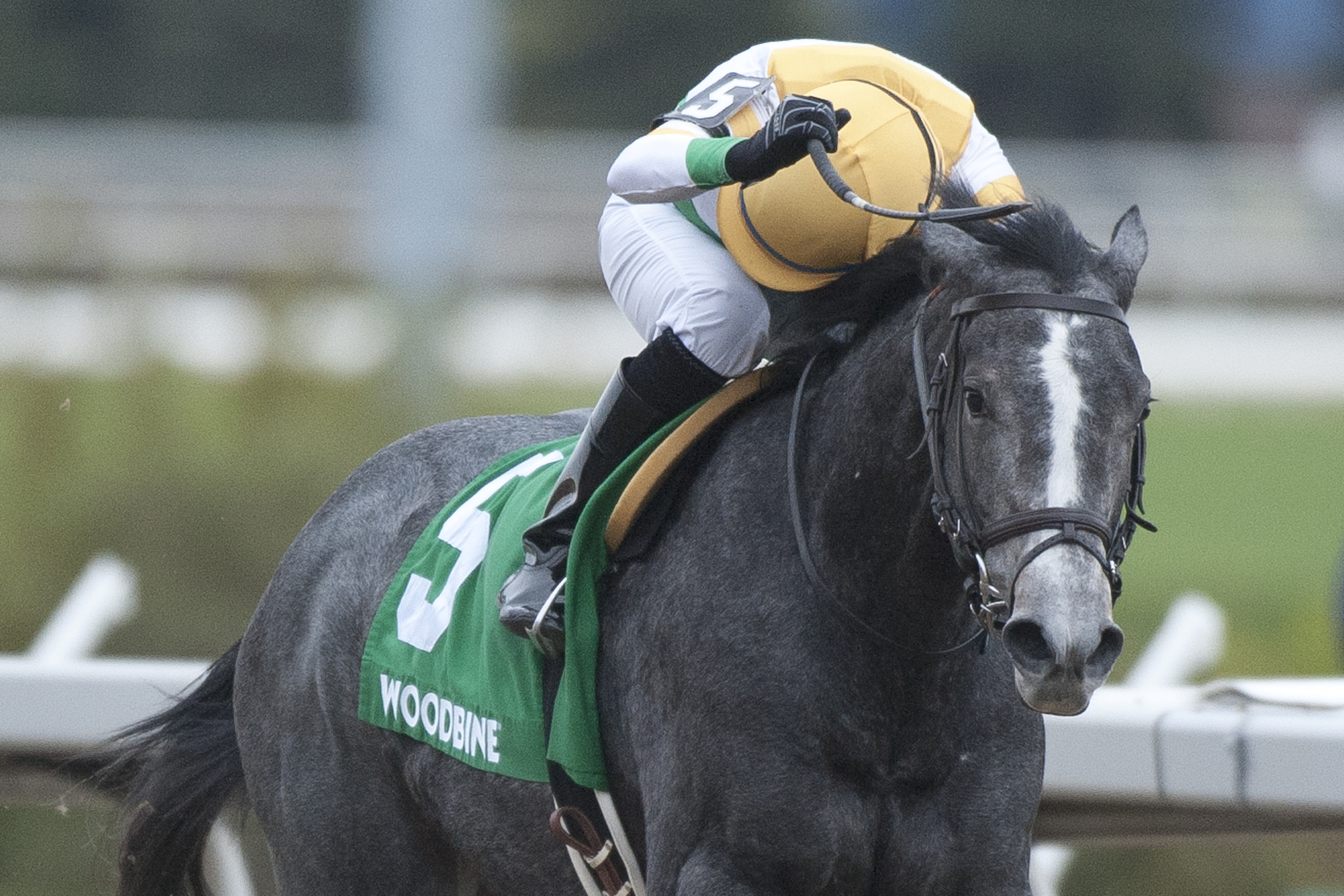 Bold Script wins 2018 Princess Elizabeth Stakes