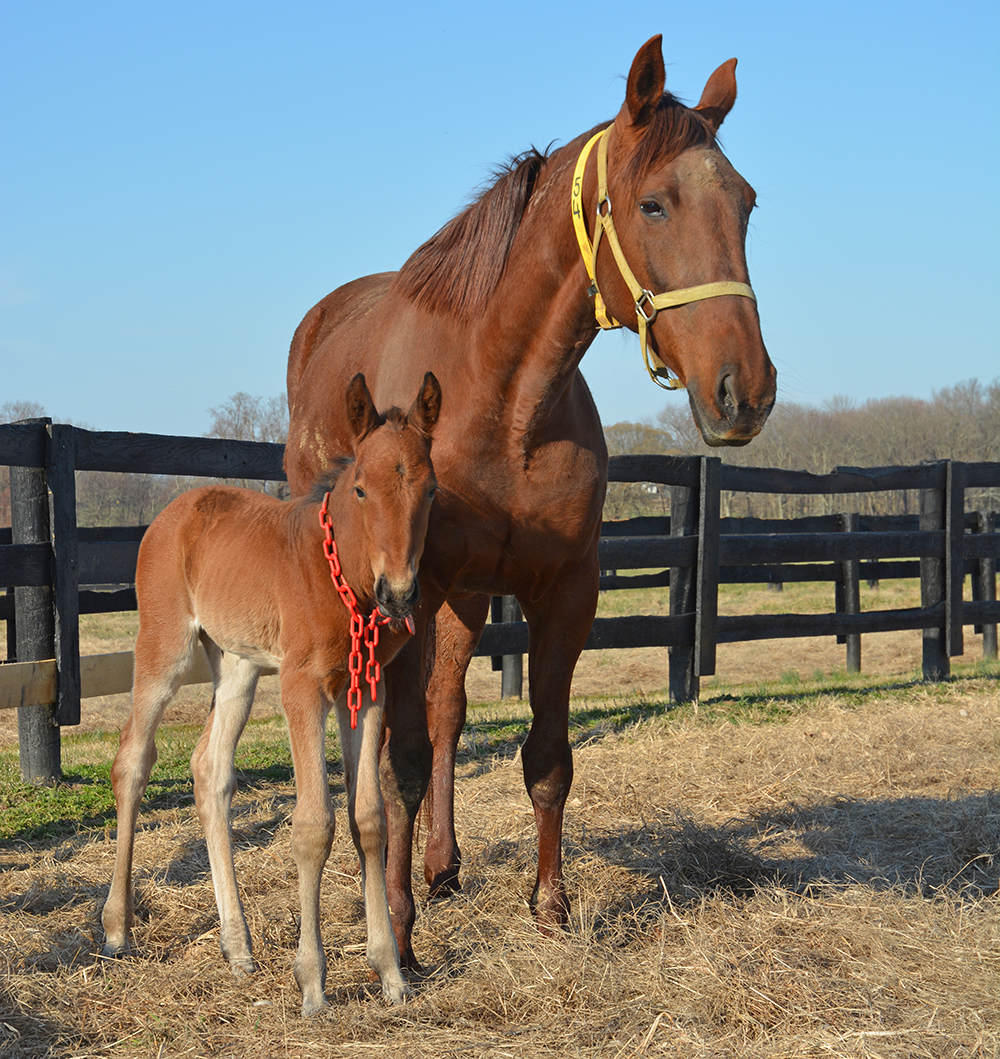 Bolt The Duer foal