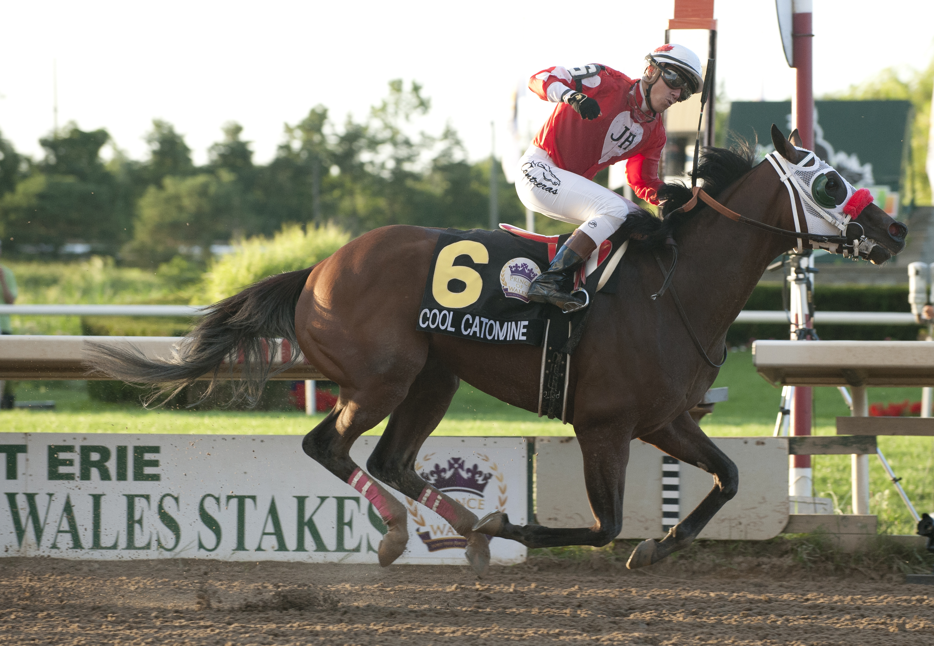 Cool Catomine/Prince of Wales