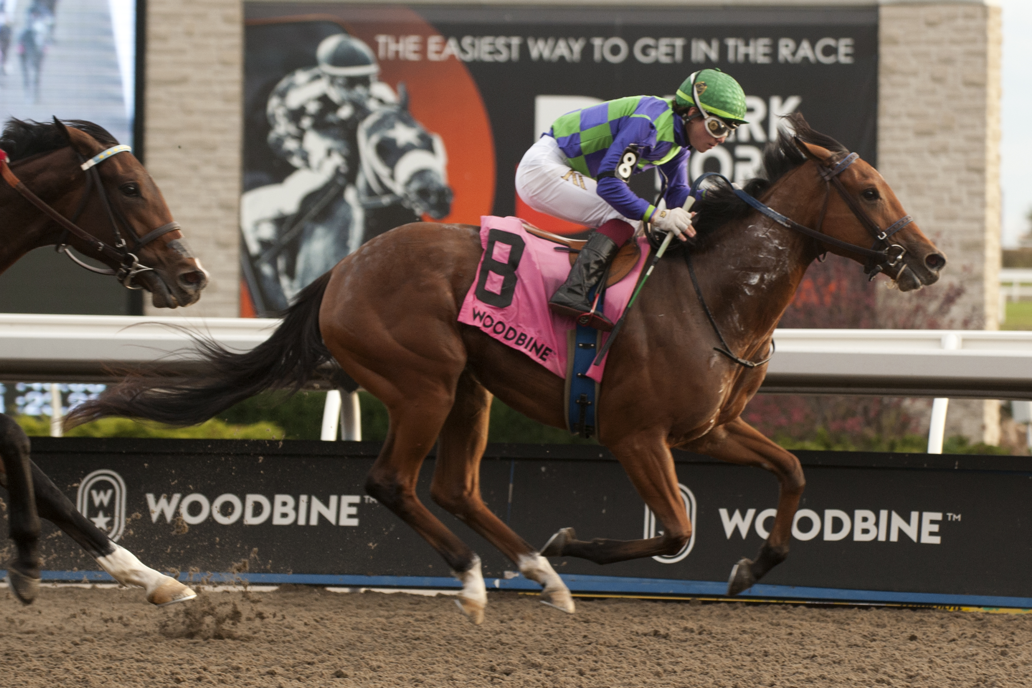 Collecting Flatter wins Glorious Song 11-5-2022