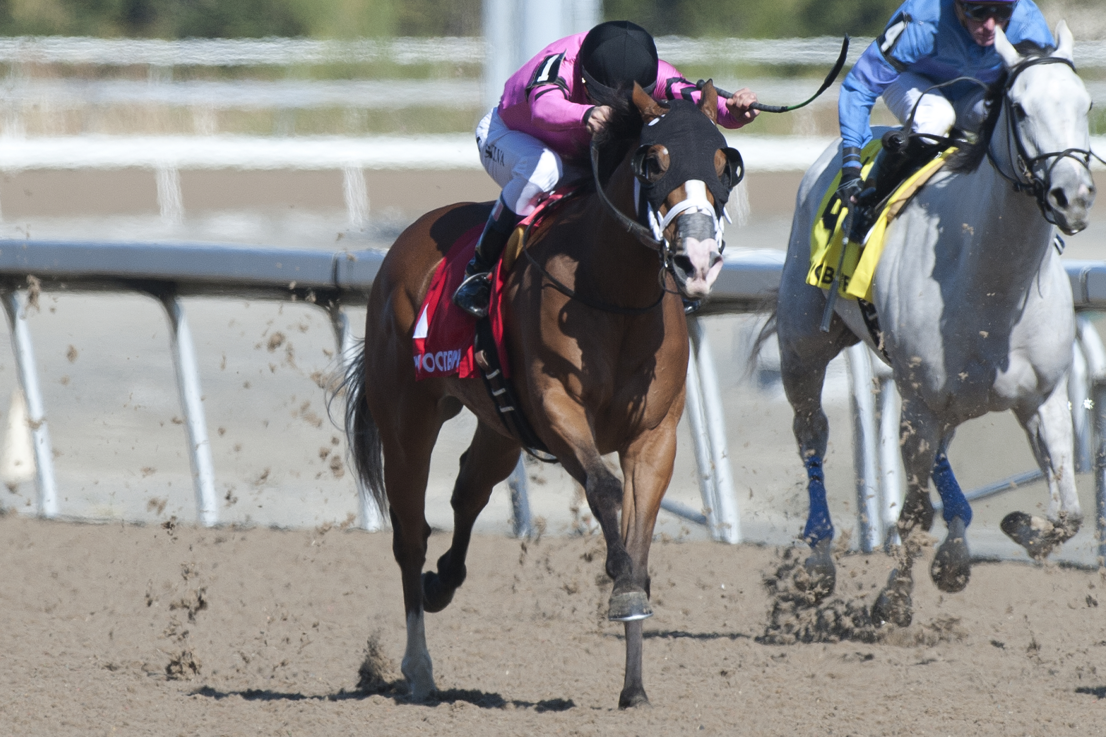 Sly Beauty wins 2018 Star Shoot