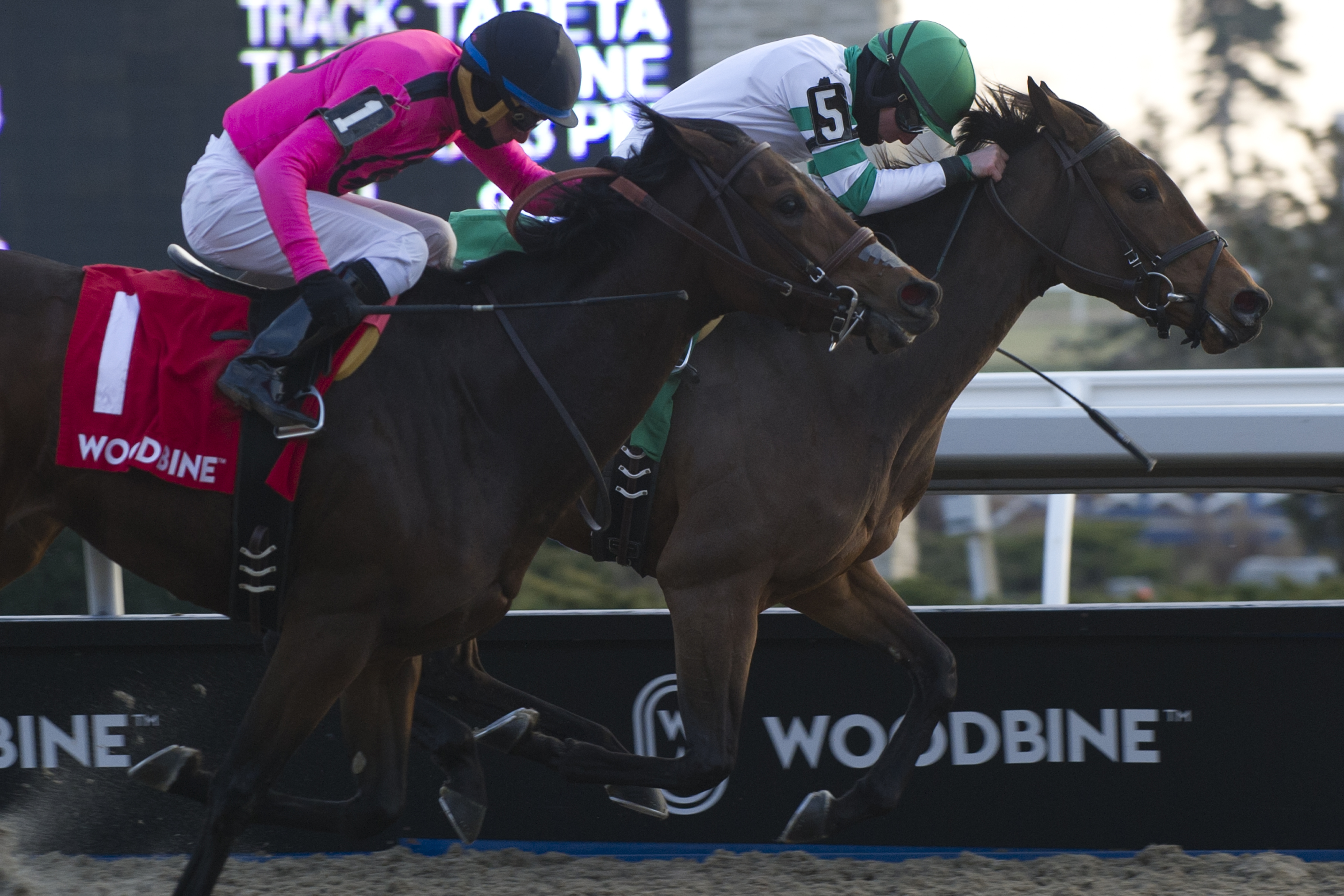 Artilena wins 2018 Ontario Lassie