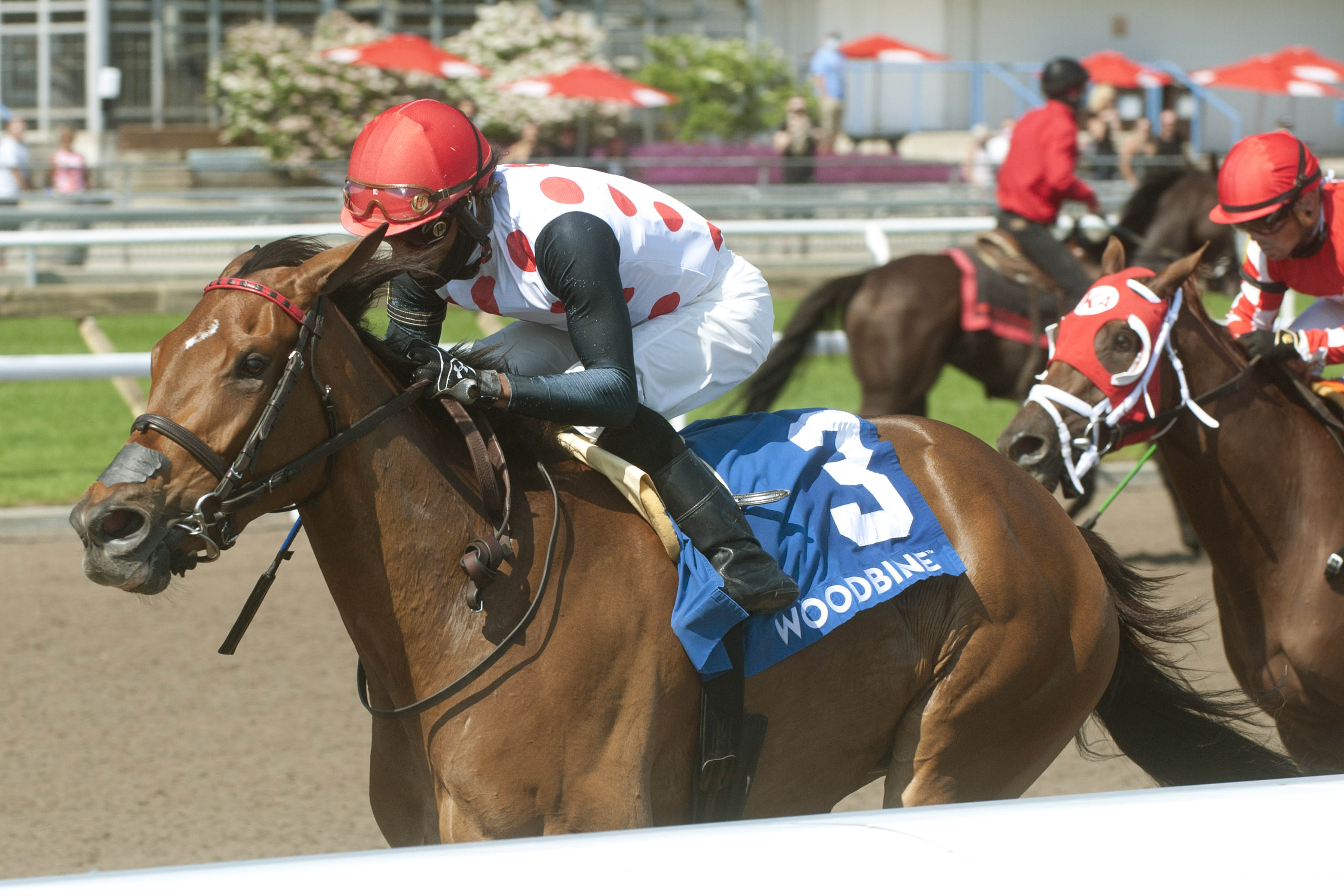 Our Flash Drive wins the Selene Stakes 7-10-2021