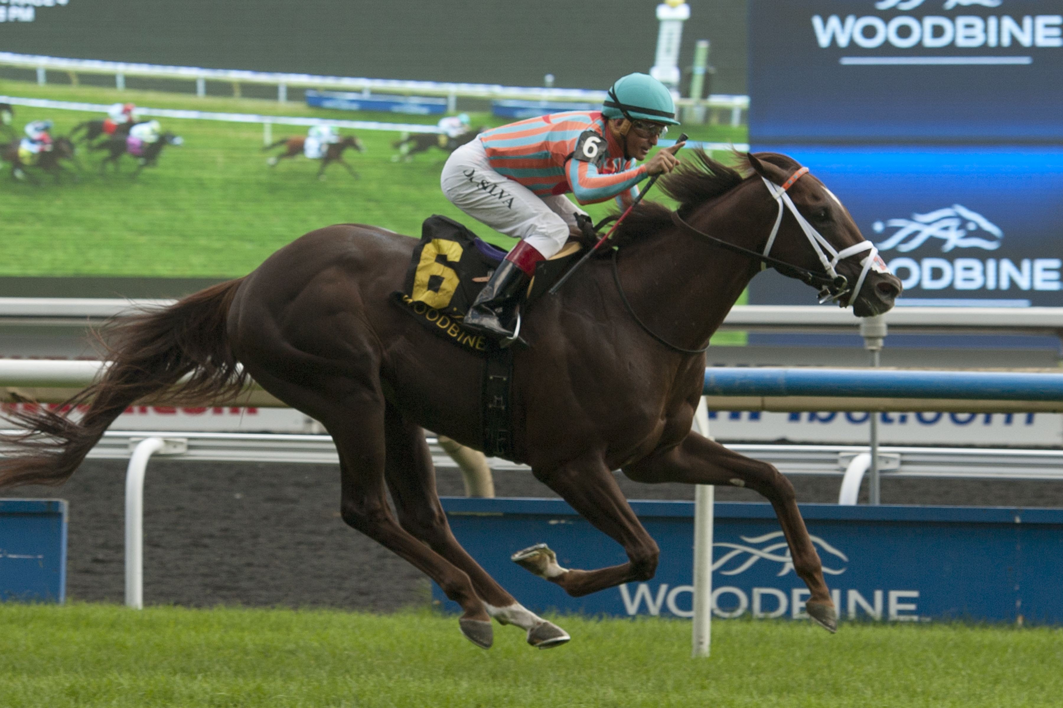 Conquest Pacemaker