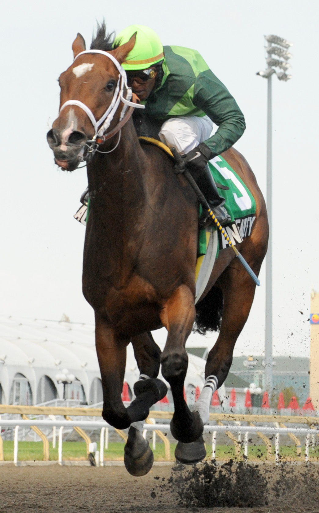 Anne's Beauty/Duchess