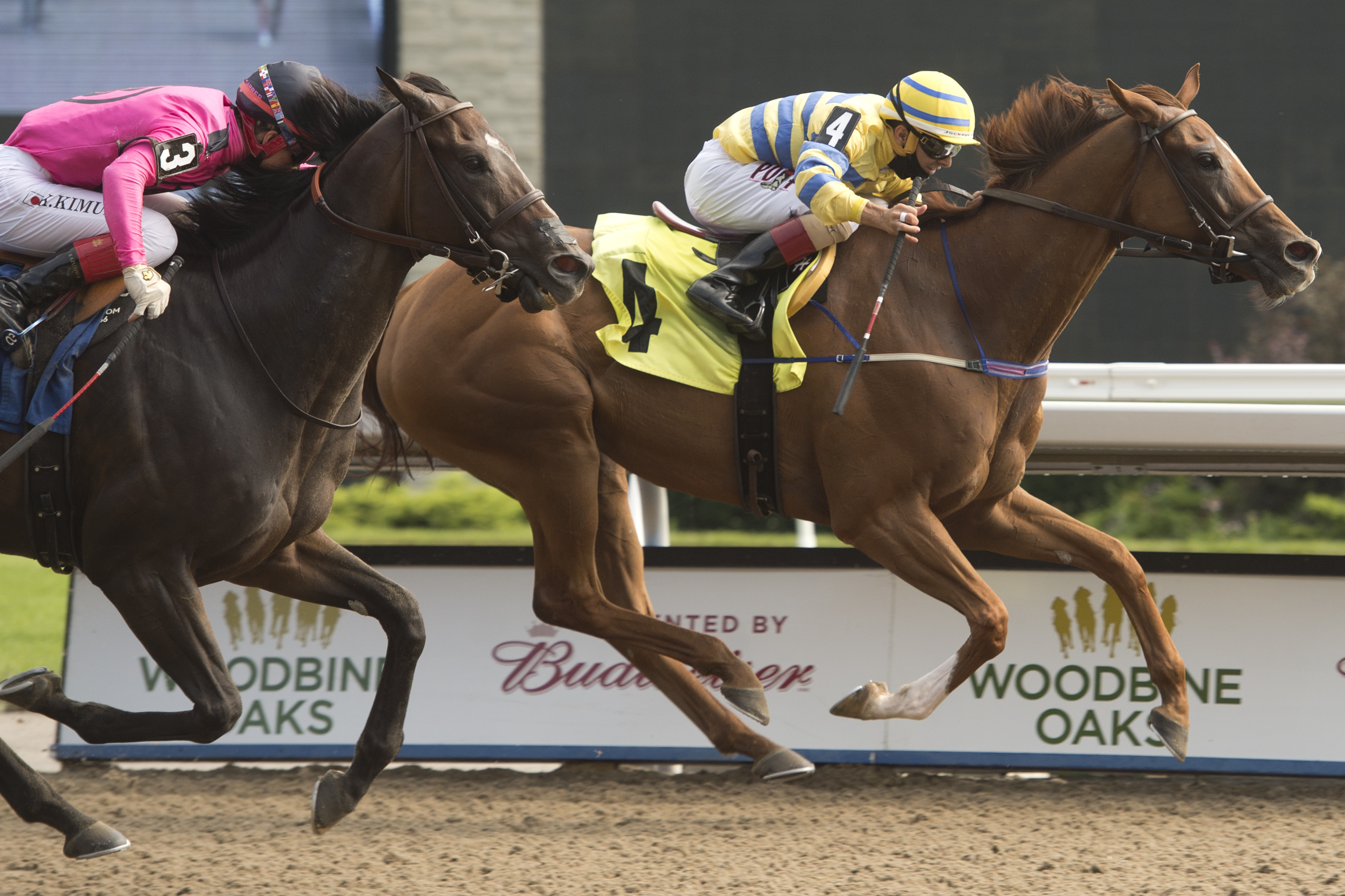 Pink Lloyd wins Bold Venture Stakes 8-15-2020